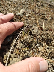 Alchemilla occidentalis