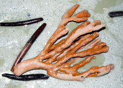 Axinella polycapella