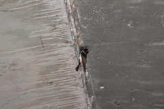 Petrochelidon pyrrhonota pyrrhonota