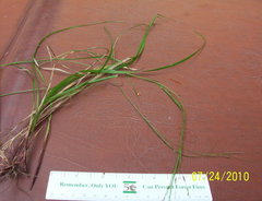 Carex debilis debilis