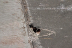 Petrochelidon pyrrhonota pyrrhonota