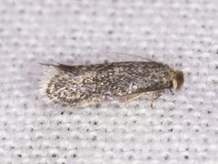 Acalyptris lotella