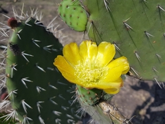 Opuntia lasiacantha