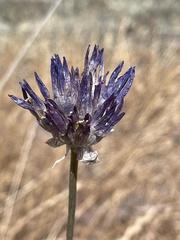 Dichelostemma