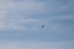 Leucophaeus pipixcan