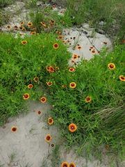 Gaillardia pulchella