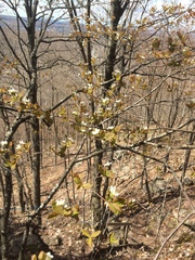 Amelanchier bartramiana