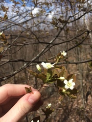 Amelanchier bartramiana
