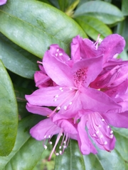 Rhododendron × hybridum