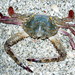 Blotched Swimming Crab - Photo (c) Victor W Fazio III, some rights reserved (CC BY-NC), uploaded by Victor W Fazio III