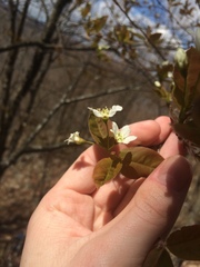Amelanchier bartramiana