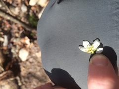 Amelanchier bartramiana