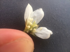 Amelanchier bartramiana