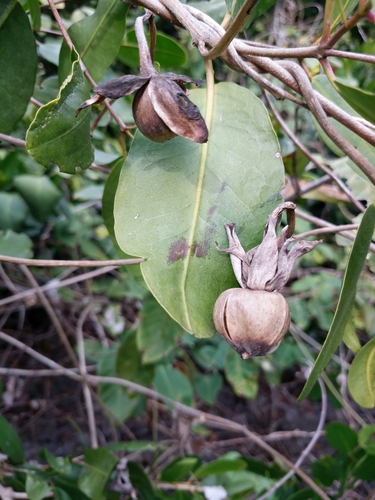 Ipomoea violacea image