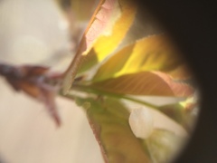 Amelanchier bartramiana