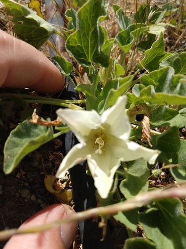 Hillside false bindweed (Calystegia subacaulis)