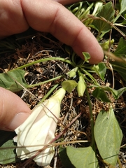 Calystegia subacaulis subacaulis