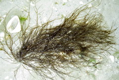 Gracilaria