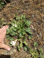 Calystegia subacaulis subacaulis