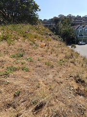 Calystegia subacaulis subacaulis