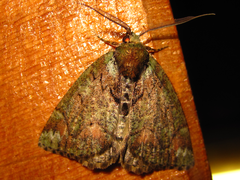 Dindica virescens