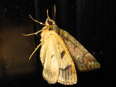 Dindica virescens