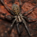 Giant House Spider - Photo (c) Leah Ramsay, some rights reserved (CC BY-NC), uploaded by Leah Ramsay