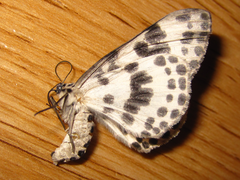 Antipercnia albinigrata