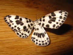 Antipercnia albinigrata