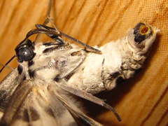 Antipercnia albinigrata