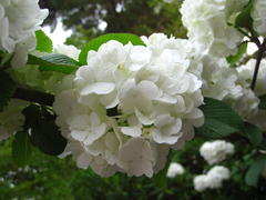 Viburnum