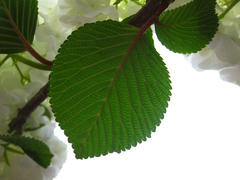 Viburnum