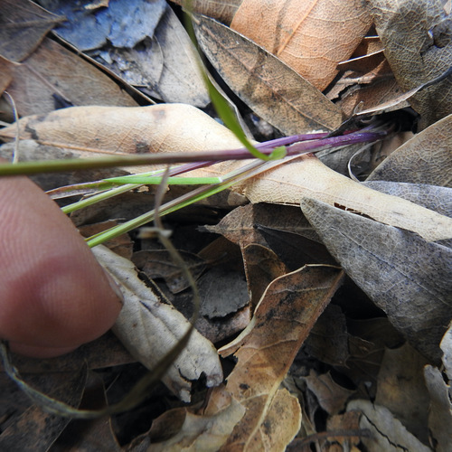 Image of Melica torreyana by (c) Daniel Levitis, some rights reserved (CC BY)