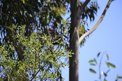 Agelaius phoeniceus mailliardorum