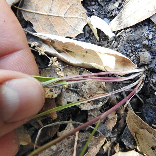 Image of Torrey's Melicgrass (Melica torreyana) by (c) Daniel Levitis, some rights reserved (CC BY)