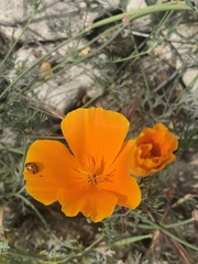 Eschscholzia californica