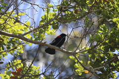 Agelaius phoeniceus mailliardorum
