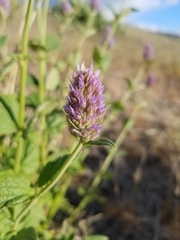 Agastache occidentalis