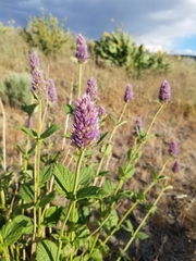 Agastache occidentalis