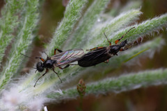Bibio palliatus