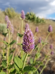Agastache occidentalis