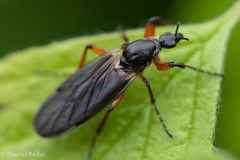 Bibio palliatus