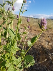 Agastache occidentalis