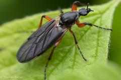 Bibio palliatus