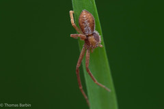 Philodromus rufus