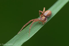 Philodromus rufus