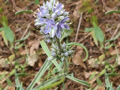 Frasera albicaulis columbiana
