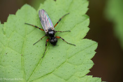 Bibio palliatus