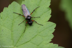 Bibio palliatus