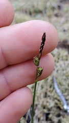Carex rossii